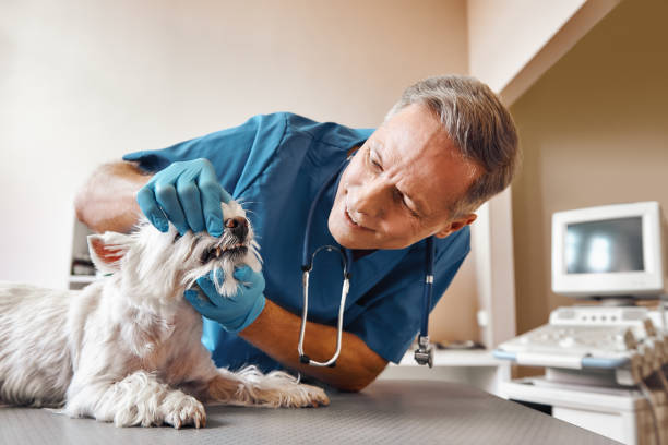 Best 24-Hour Emergency Dental Care in Borden, IN